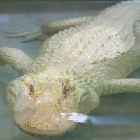 Cá sấu trắng nghi được dùng để làm túi Hermès Birkin quý hiếm đến độ nào?