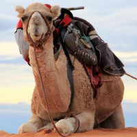 Ả Rập Saudi nhập khẩu lạc đà từ Úc và những sự thật khiến bạn giật mình