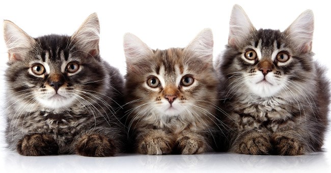 6 câu đố dành cho con nít nhưng không ít người lớn phải "giơ tay xin hàng"