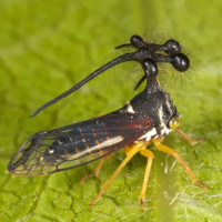 "Trố mắt" những côn trùng kì quái tồn tại trên Trái đất