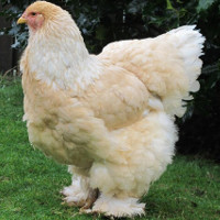 Giống gà khổng lồ nặng 20kg có gì đặc biệt?
