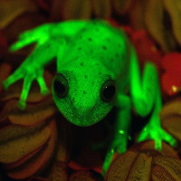 Phát hiện loài ếch huỳnh quang đầu tiên trên thế giới