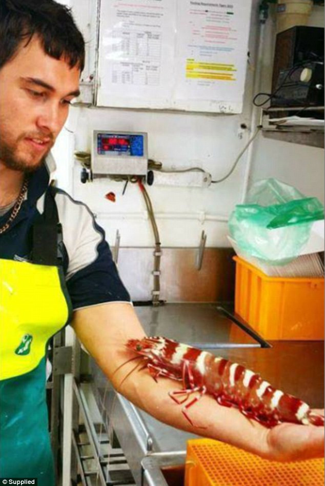Tôm sú khổng lồ dài hơn cẳng tay sa lưới ngư dân Australia