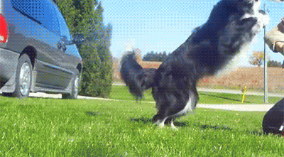 Đâu là giống chó thông minh nhất thế giới? Hãy gọi tên Border Collie!