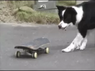 Đâu là giống chó thông minh nhất thế giới? Hãy gọi tên Border Collie!