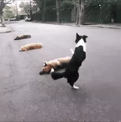 Đâu là giống chó thông minh nhất thế giới? Hãy gọi tên Border Collie!