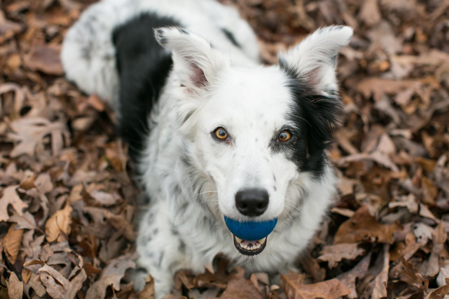 Đâu là giống chó thông minh nhất thế giới? Hãy gọi tên Border Collie!