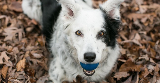Đâu là giống chó thông minh nhất thế giới? Hãy gọi tên Border Collie!
