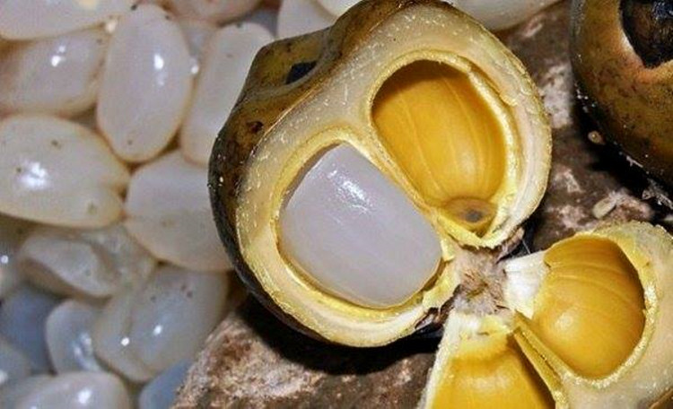 Khám phá tác dụng tuyệt vời của hạt đác với sức khỏe
