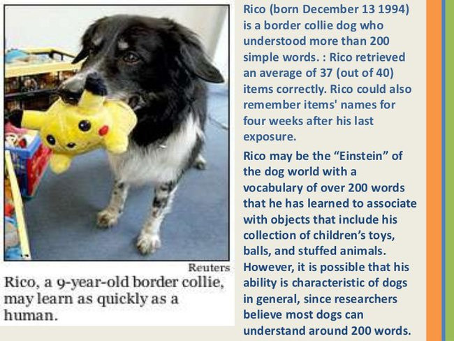 Rico có khả năng phân biệt được hơn 200 đồ vật.