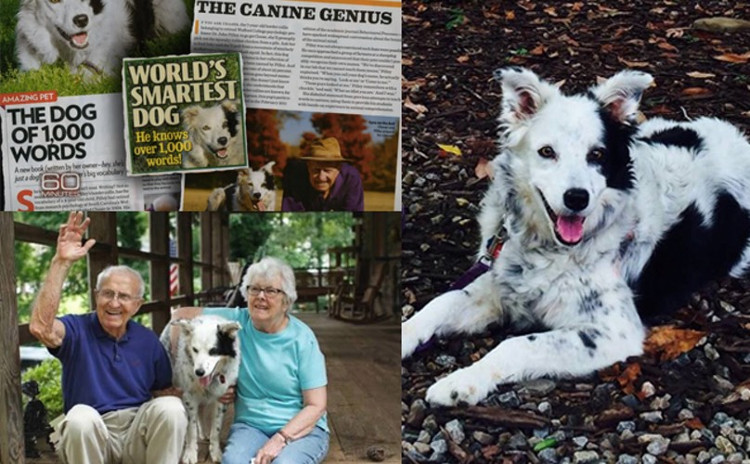 Chú chó Chaser và chủ