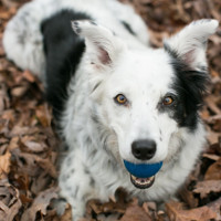 Đâu là giống chó thông minh nhất thế giới? Hãy gọi tên Border Collie!