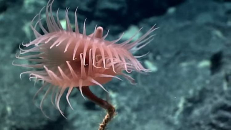 Đây là động vật thuộc họ Hải Quỳ.