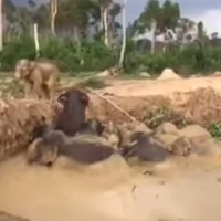 Video: Giải cứu đàn voi 11 con mắc kẹt dưới hố bùn ở Campuchia