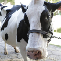 Microsoft có ứng dụng cho phép nông dân chat được với bò