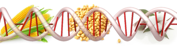 Thực phẩm biến đổi gene vào Việt Nam từ bao giờ?