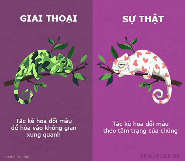 Những giai thoại không nên tin khác về các loại động vật