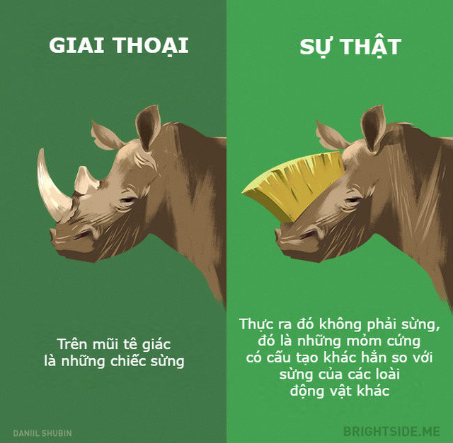 Những giai thoại không nên tin khác về các loại động vật