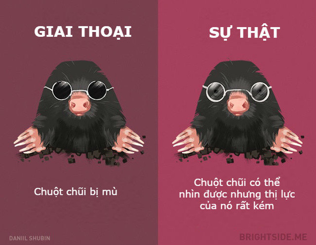 Những giai thoại không nên tin khác về các loại động vật