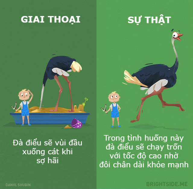 Những giai thoại không nên tin khác về các loại động vật