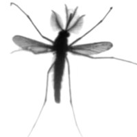 Phát hiện mới trong cơ chế "đập cánh giữa không trung" của loài muỗi