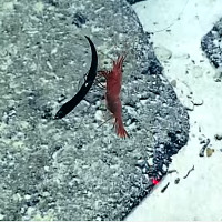 Video: Tôm biển xiên thủng bụng, xé xác cá rồng trong nháy mắt
