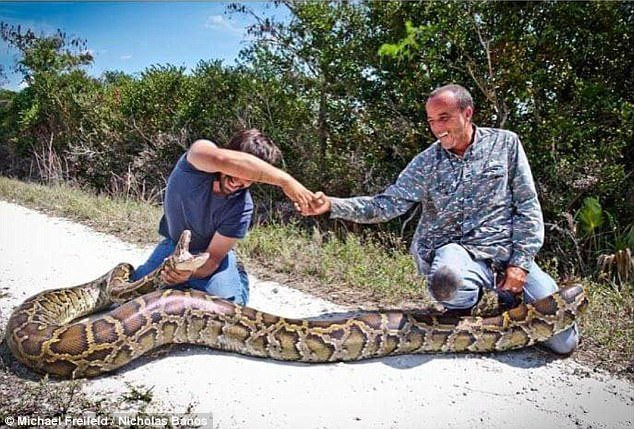 La pitón birmana gigante mide 4,5 metros de largo y pesa 65 kg, el equivalente a un ser humano adulto.