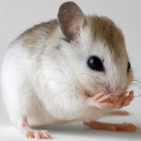 Cách giúp bạn tiêu diệt chuột nhanh chóng mà không cần dùng thuốc