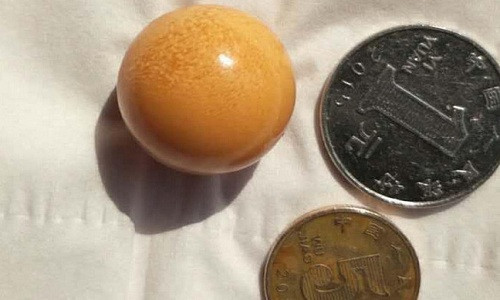 Viên ngọc to bằng đồng xu trong bụng ốc xà cừ ở Trung Quốc
