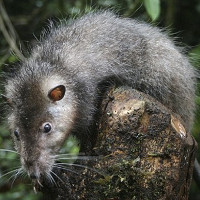 Phát hiện loại chuột khổng lồ ở Papua New Guinea