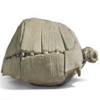 Hóa thạch rùa 33 triệu năm quý hiếm trị giá hơn 4.000 USD