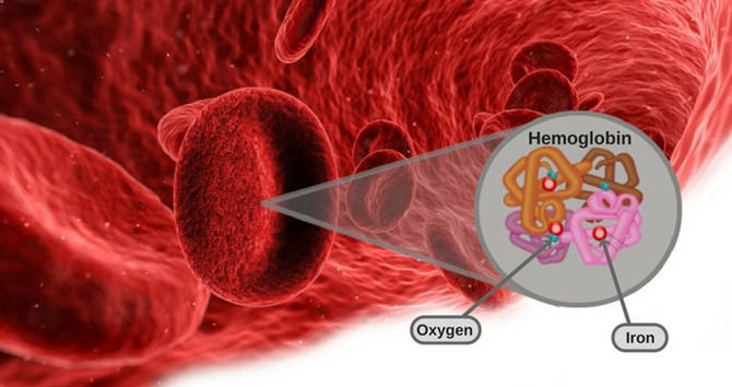 Phân tử carbaminohemoglobin hình thành khi carbon dioxide liên kết với hemoglobin.