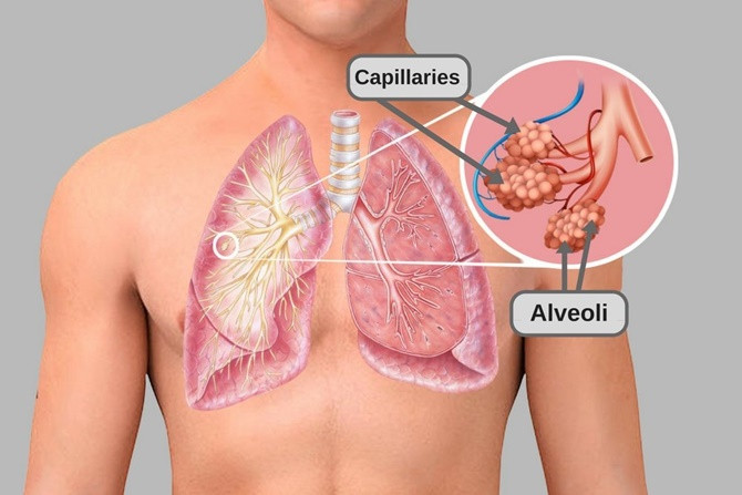 Carbon dioxide hòa tan trong máu người nhiều hơn oxy.