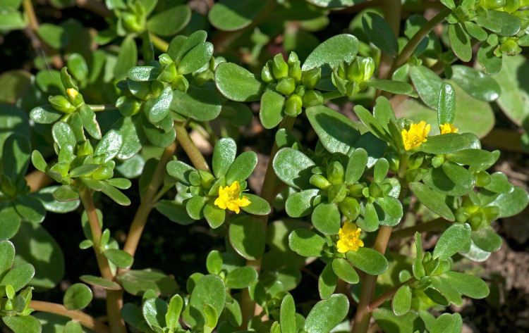 4 loại 