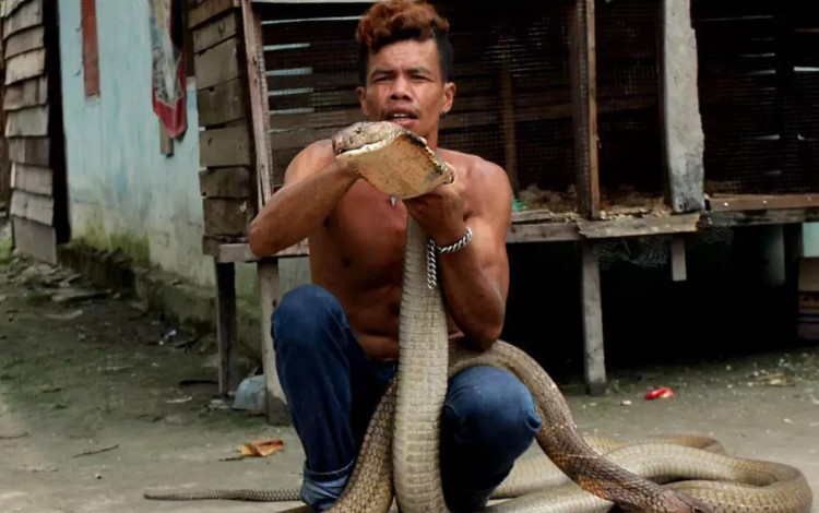 Ice, con rắn hổ mang chúa dài 4 mét, thậm chí còn bị ốm sau khi cắn Roni. 