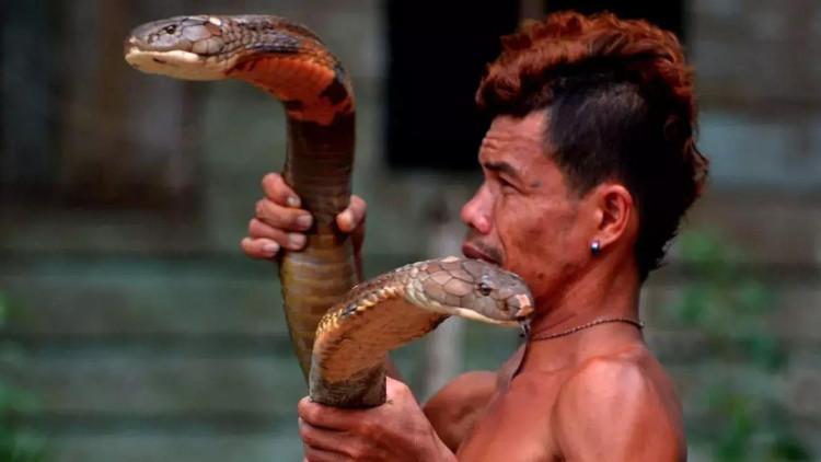 Roni chơi đùa với hai con rắn hổ mang. 
