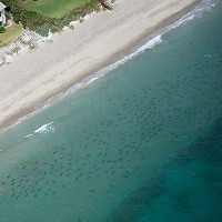 Phát hoảng cảnh hàng nghìn cá mập vây kín bờ biển Mỹ