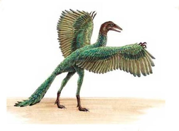 Con Archaeopteryx - tổ tiên của loài chim ngày nay.
