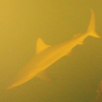Thám hiểm loài cá mập bí ẩn sống trong miệng núi lửa