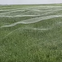 Video: Mạng nhện khổng lồ che phủ cả cánh đồng tại New Zealand