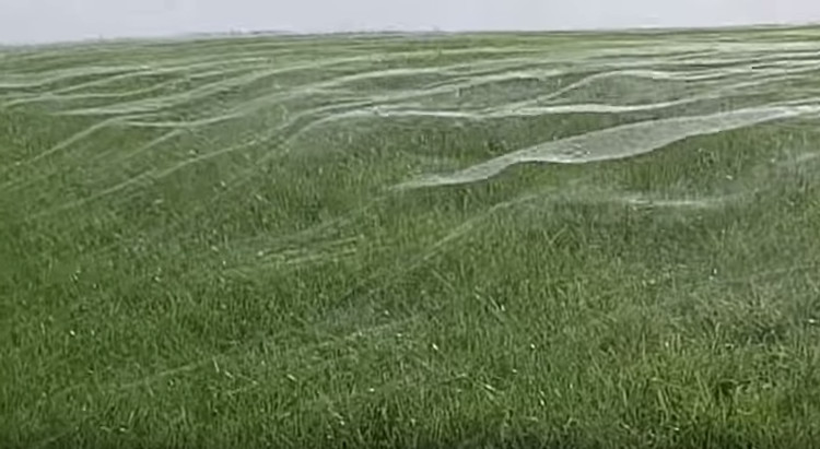 Hàng nghìn chấm đen nhỏ, chính là những con nhện tạo nên lớp tơ này.