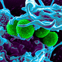 Tạo ra virus lai chống siêu vi khuẩn kháng kháng sinh