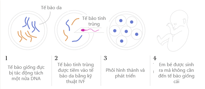 Có thể sinh con không cần trứng của mẹ
