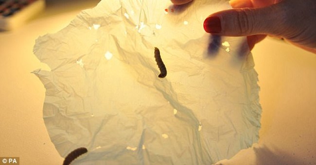 Đây là những con sâu đang khiến cả thế giới phải phấn khích. Lý do là...