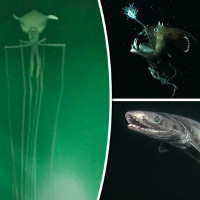 Video thủy quái kinh dị sống dưới đáy đại dương