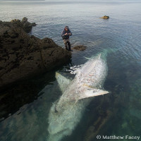 Xác cá mập quái vật dài 8 m phơi bụng trên bờ biển Anh