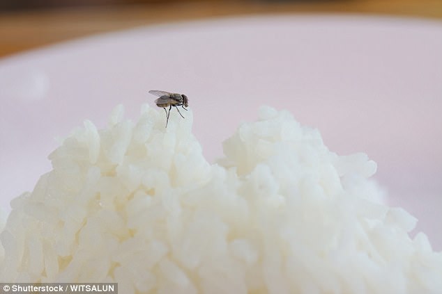 Bản thân loài ruồi có chứa ít nhất 200 loại vi khuẩn có hại