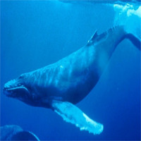 Phát hiện phương thức giao tiếp bí mật của loài cá voi lưng gù