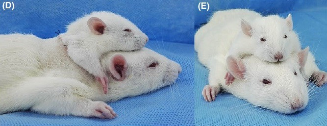 Các nhà khoa học vừa cấy ghép thành công tạo ra chuột 2 đầu