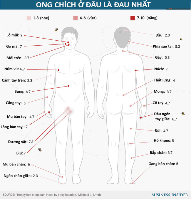 Ong chích ở đâu là 